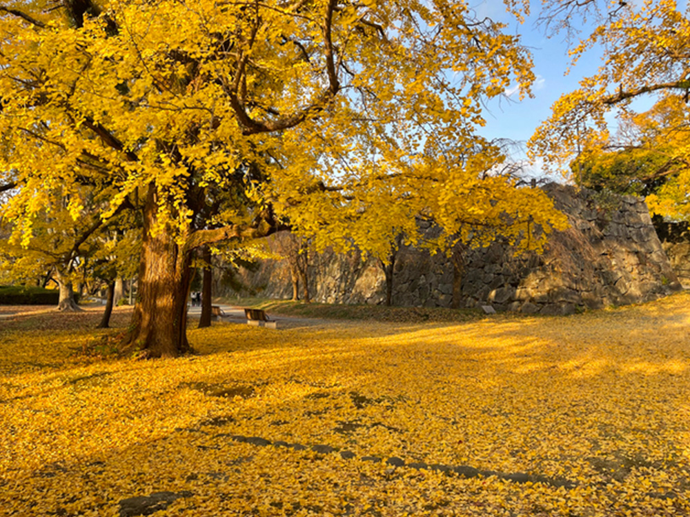 舞鶴公園(提供:pixta.jp)