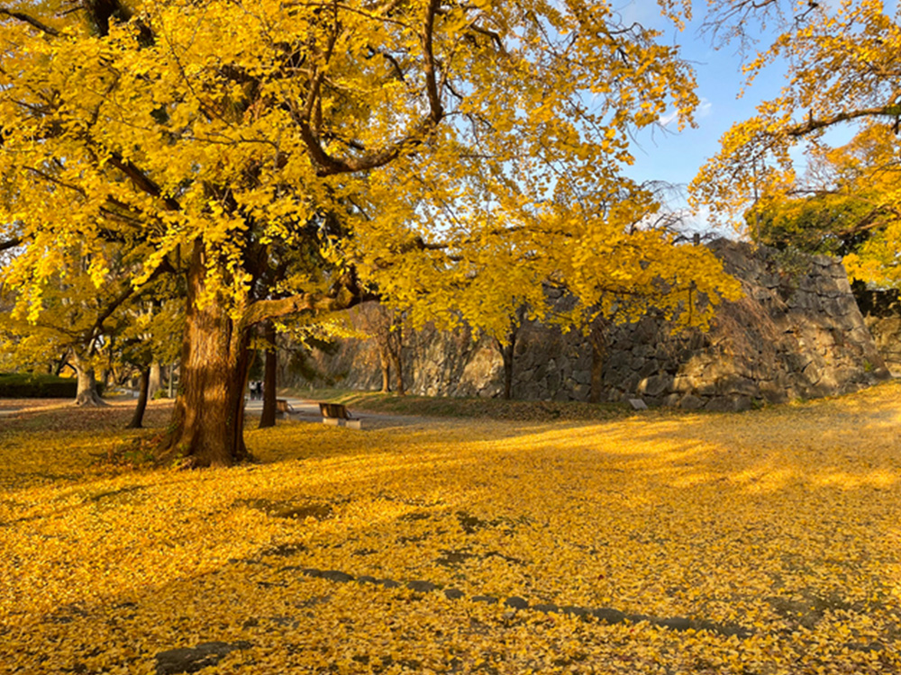 舞鶴公園（提供：pixta.jp）