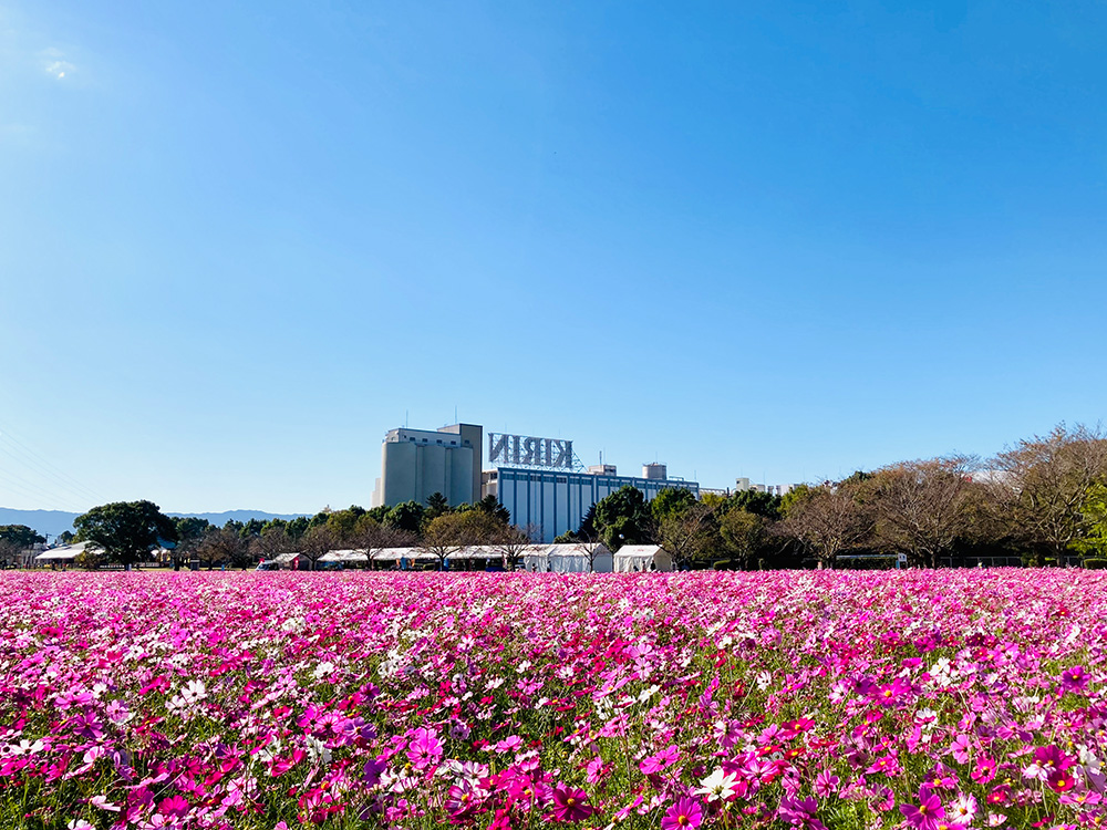 キリンビール福岡工場のコスモス